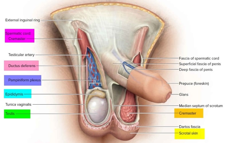 Scrotum anatomy