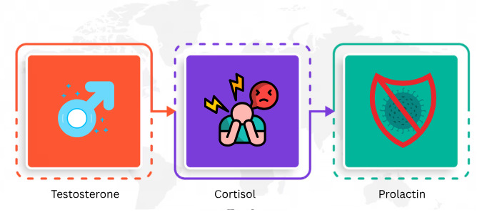 Role of Hormones in Sexual Function