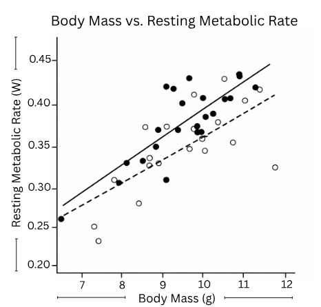 Body Mass vs. Resting Metabolic Rates
