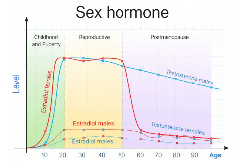 Sex  Hormone