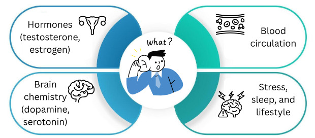 Understanding Sex Drive What Really Affects Libido