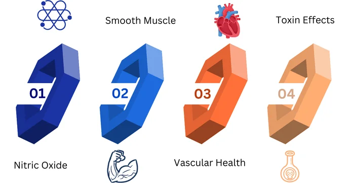 pathophysiology of penile erection