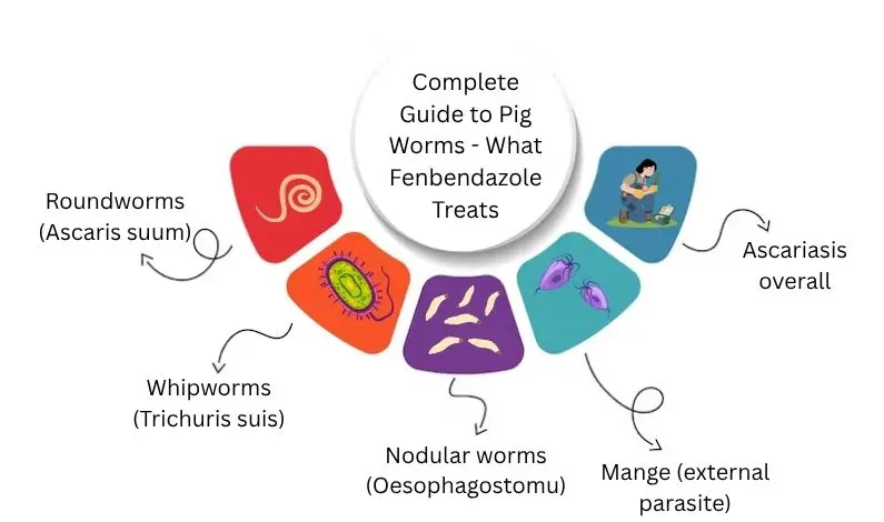 complete guide to pig worms - what fenbendazole treats