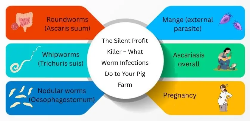 the silent profit killer - what worm infections do to your pig farm