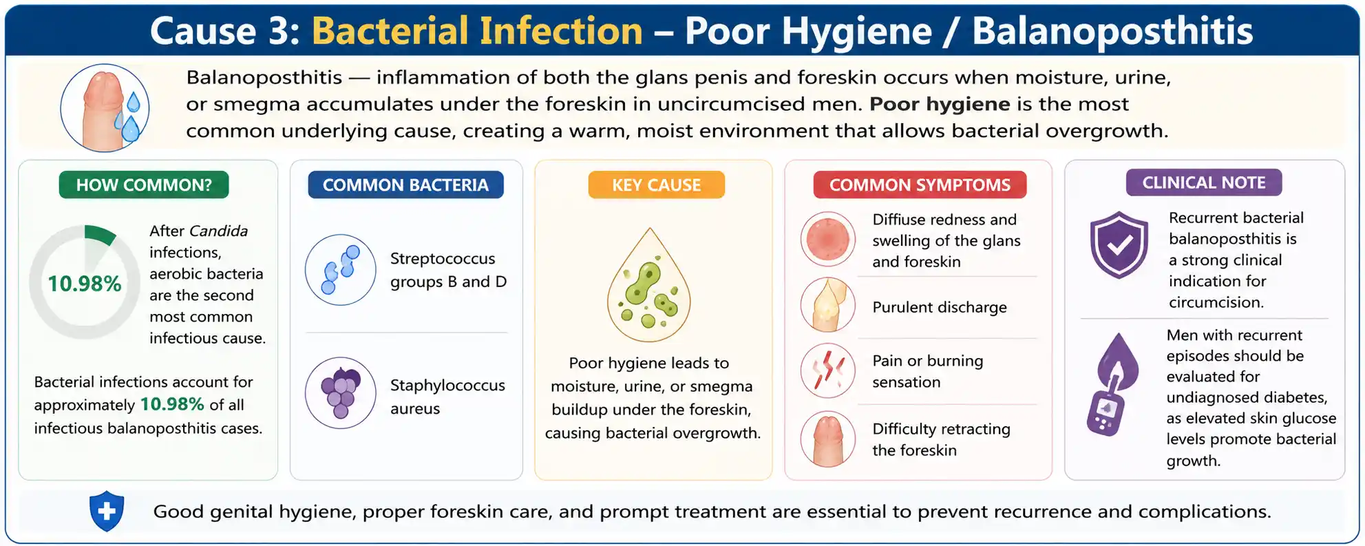 Cause 3 Bacterial Infection - Poor Hygiene Balanoposthitis
